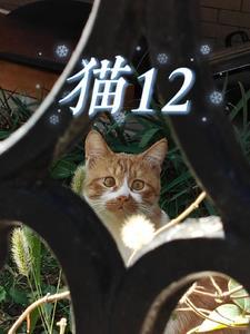 猫12岁相当于人多少岁